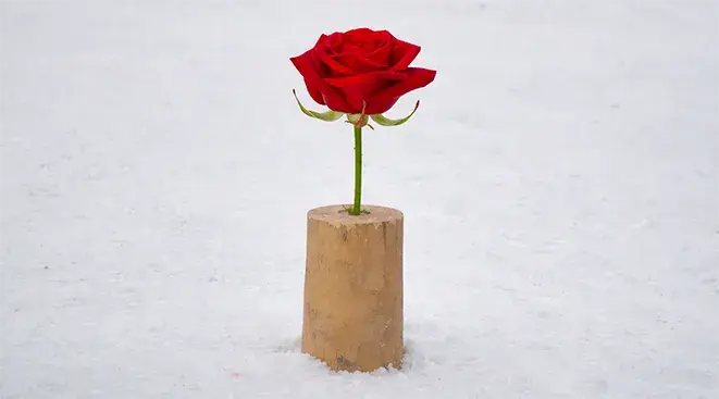 lehtijuttu kyykkaruusu